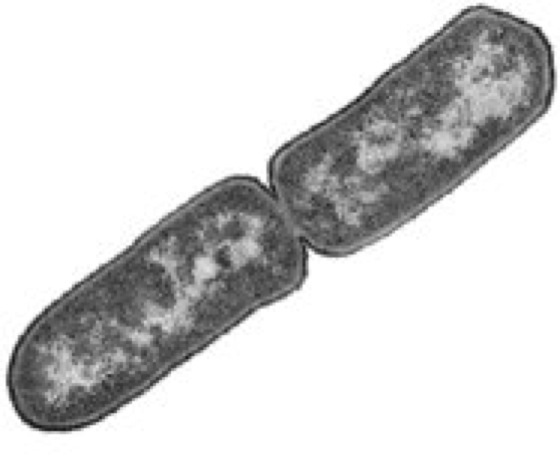 Bacteroides Lexikon der Biologie