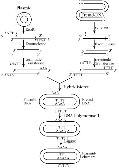 rekombinante DNA-Technik - Lexikon der Biochemie
