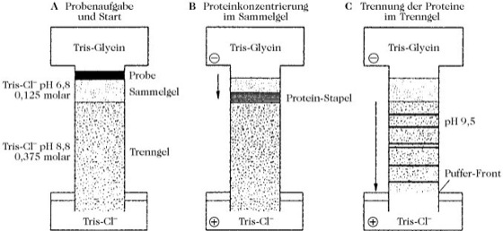 Diskelektrophorese Lexikon der Biochemie