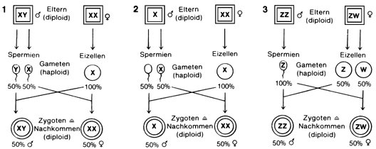 Geschlechtsbestimmung - Kompaktlexikon der Biologie