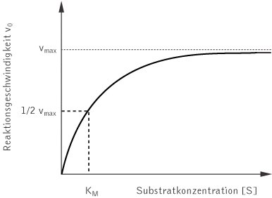 Michaelis-Menten-Gleichung - Kompaktlexikon der Biologie