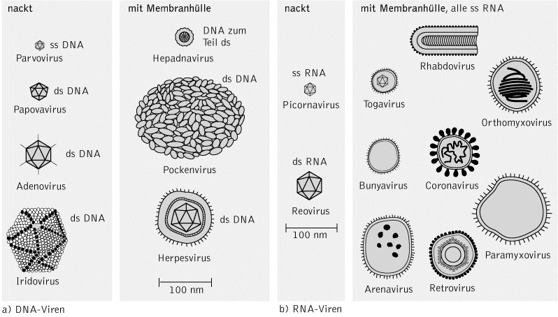 Viren Kompaktlexikon Der Biologie