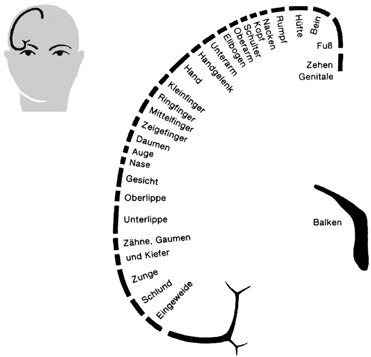 Rindenfelder - Kompaktlexikon der Biologie