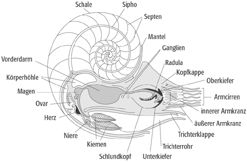 Nautiliden - Lexikon der Geographie