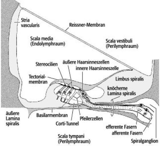 Corti Organ Lexikon Der Neurowissenschaft