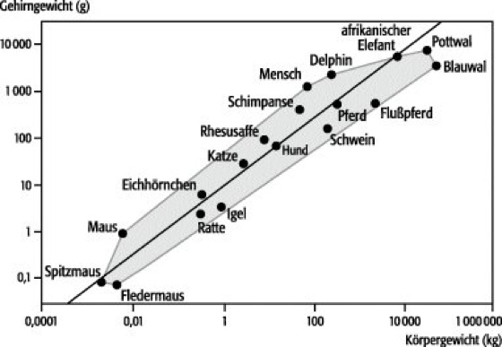 Gehirngewicht Lexikon Der Neurowissenschaft