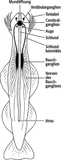 nervensystem plathelminthen)