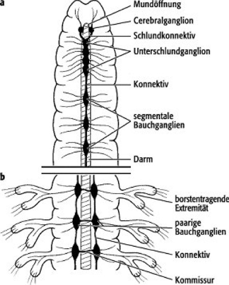 nervensystem plathelminthen