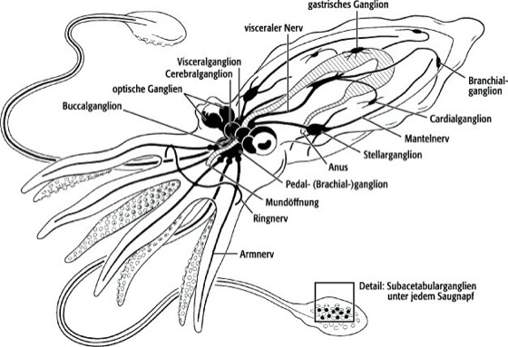 toxine - Traducere în română - exemple în franceză | Reverso Context, Toxine exemple