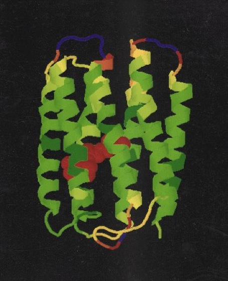 Bakteriorhodopsin Lexikon der Physik
