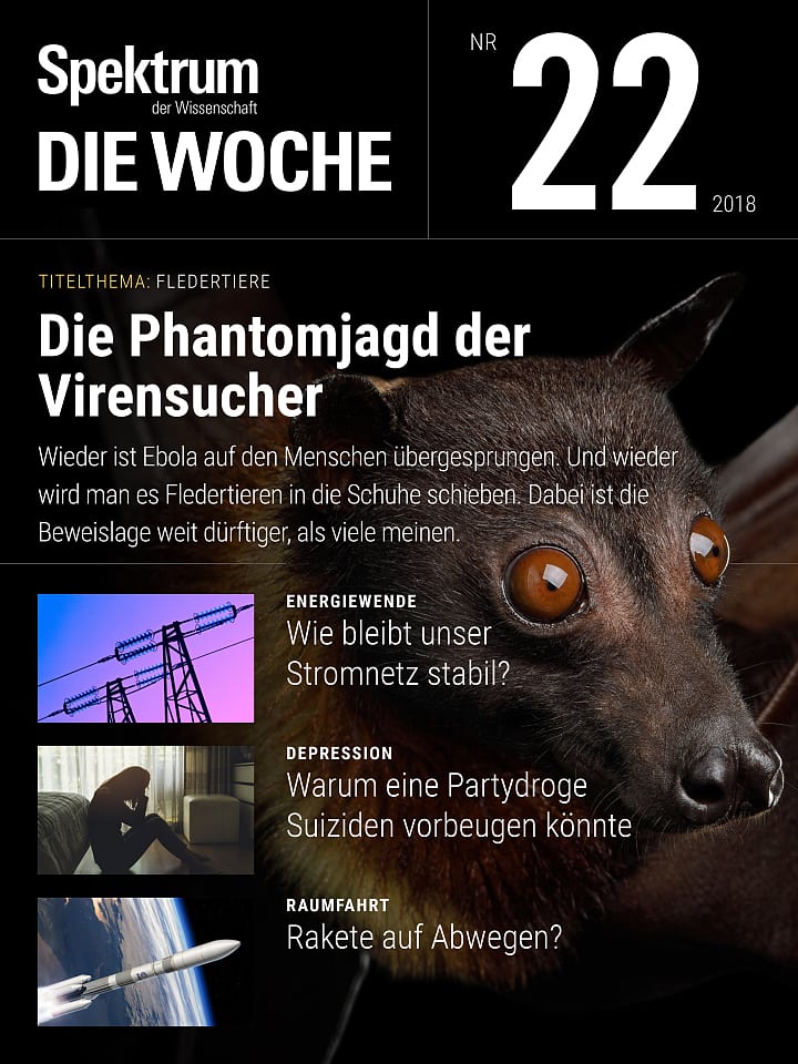 Weichtiere Lexikon der Biologie