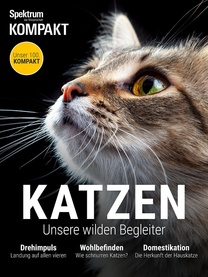 Haustiere Wann darf man Katzenbabys von ihrer Mutter trennen? Spektrum der Wissenschaft