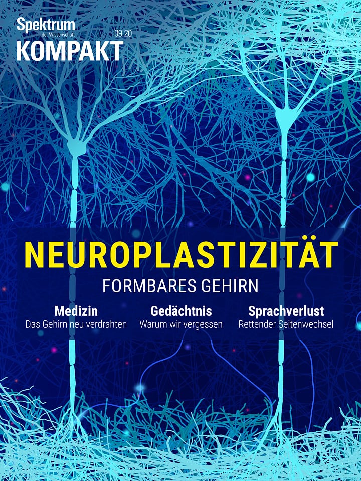 Spektrum Kompakt – Neuroplastizität - Formbares Gehirn Cover