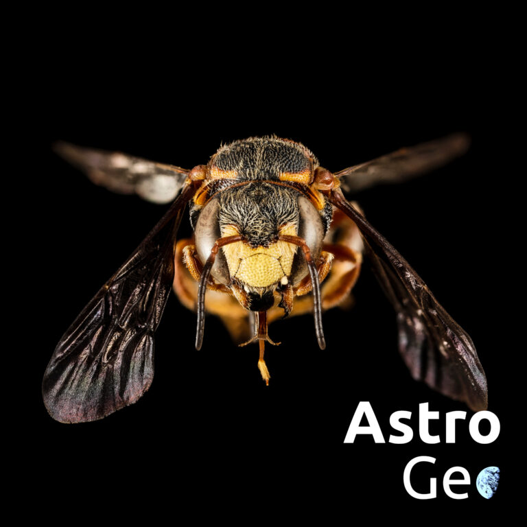 AstroGeo Podcast: Vom Fleischfresser zur Blütenfreundin – die Evolution der Bienen