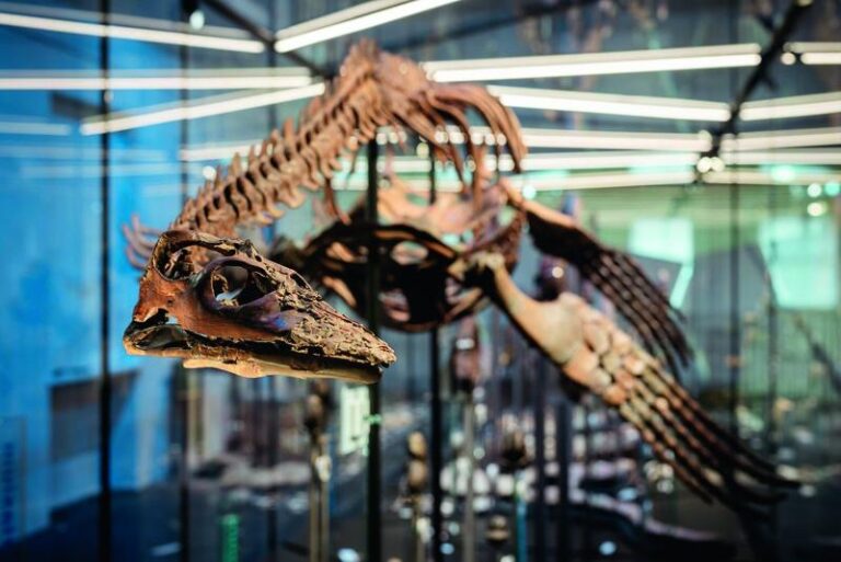 Fossil des Jahres 2026 – die Westfälischen Plesiosaurier