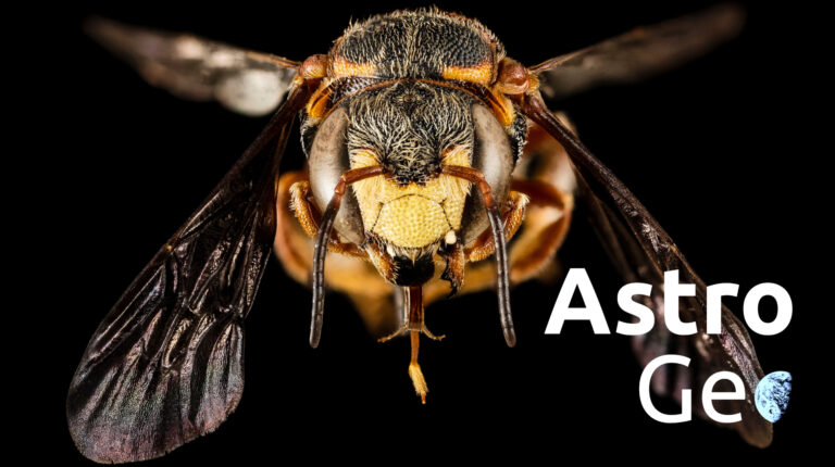 AstroGeo Podcast: Vom Fleischfresser zur Blütenfreundin – die Evolution der Bienen