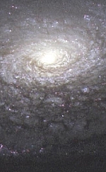 Spiralgalaxie NGC 5055