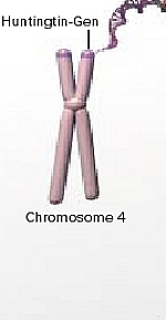 Chromosom