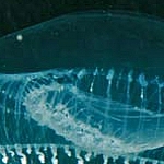 Qualle Aequoria victoria