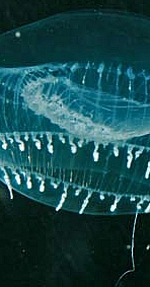 Qualle Aequoria victoria