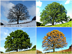 Wandel der Jahreszeiten am Beispiel einer Eiche im Felderbachtal bei Velbert-Nierenhof; oben links: Winter, oben rechts Frühling, unten links: Sommer, unten rechts: Herbst